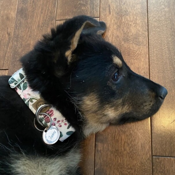 New Wiggle & Squeak floral dog collar ⭐️⭐️⭐️⭐️ - Picture 16 of 16